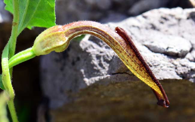 Aristolochia watsonii, Watson's Dutchman's Pipe